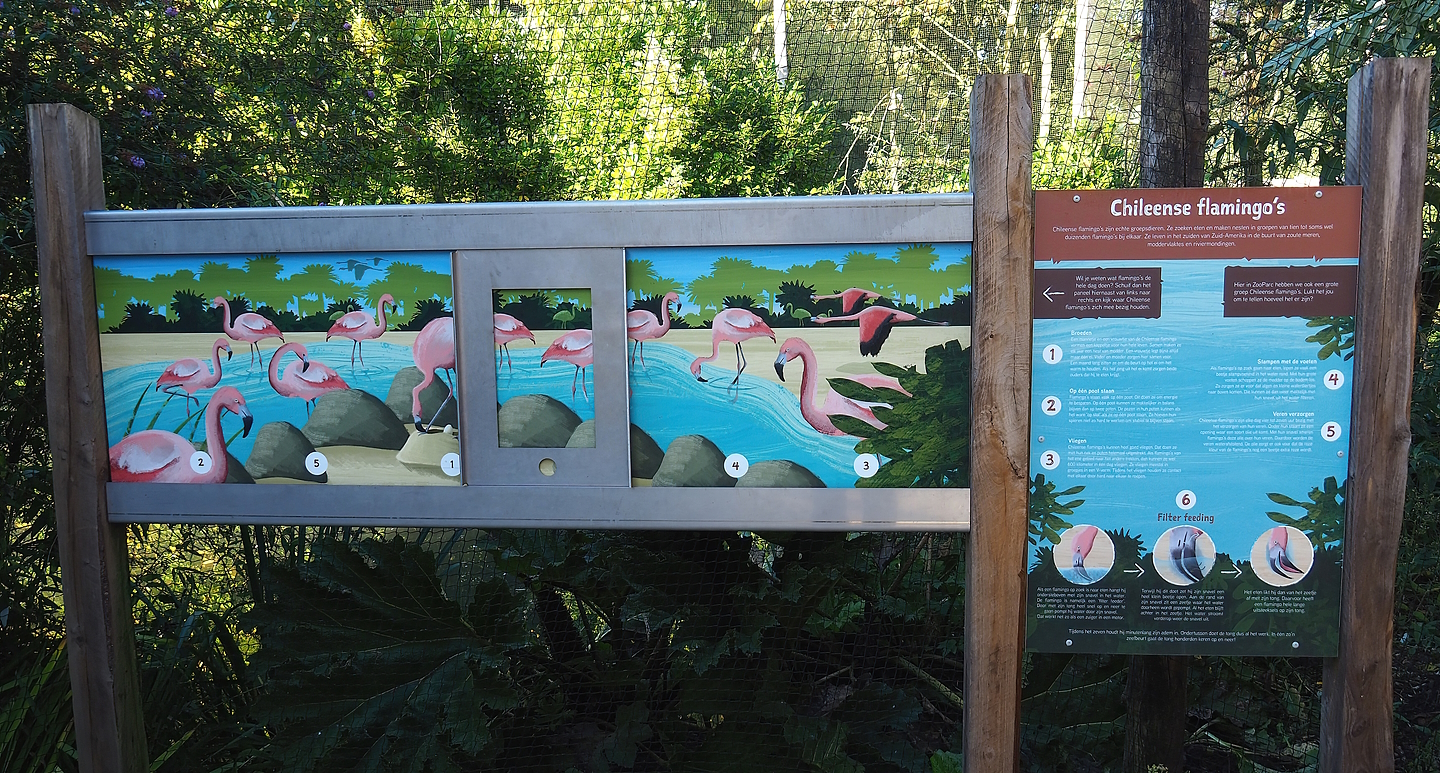 Chilean flamingo ecology and behavior educational signage, 2022-10-09