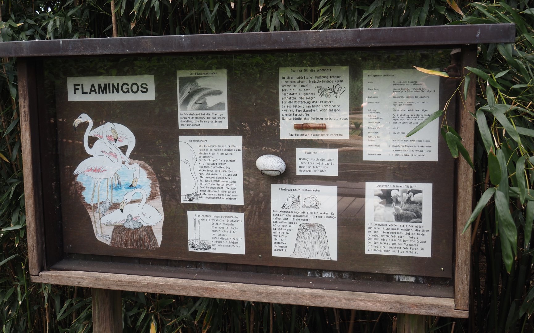 Chilean flamingo educational signage, 2025-05-22