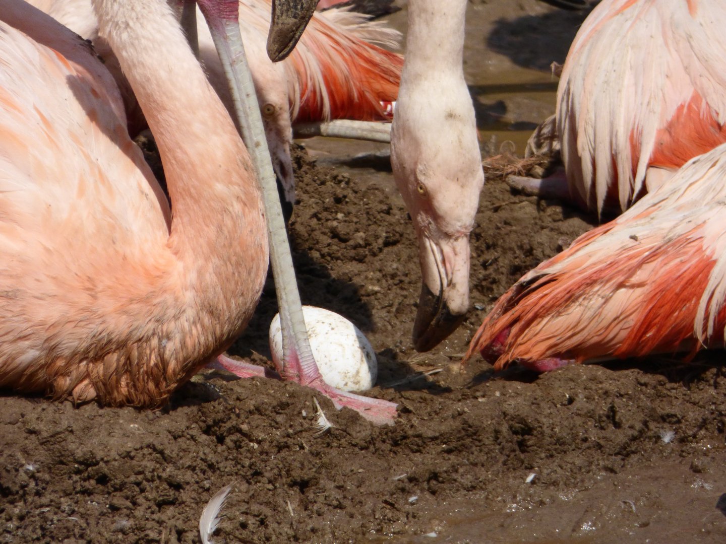 Chilean Flamingo Egg