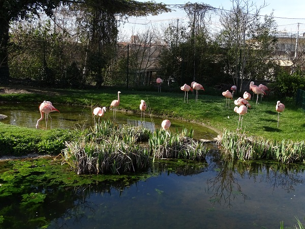 Chilean flamingo enclosure (04/2022)