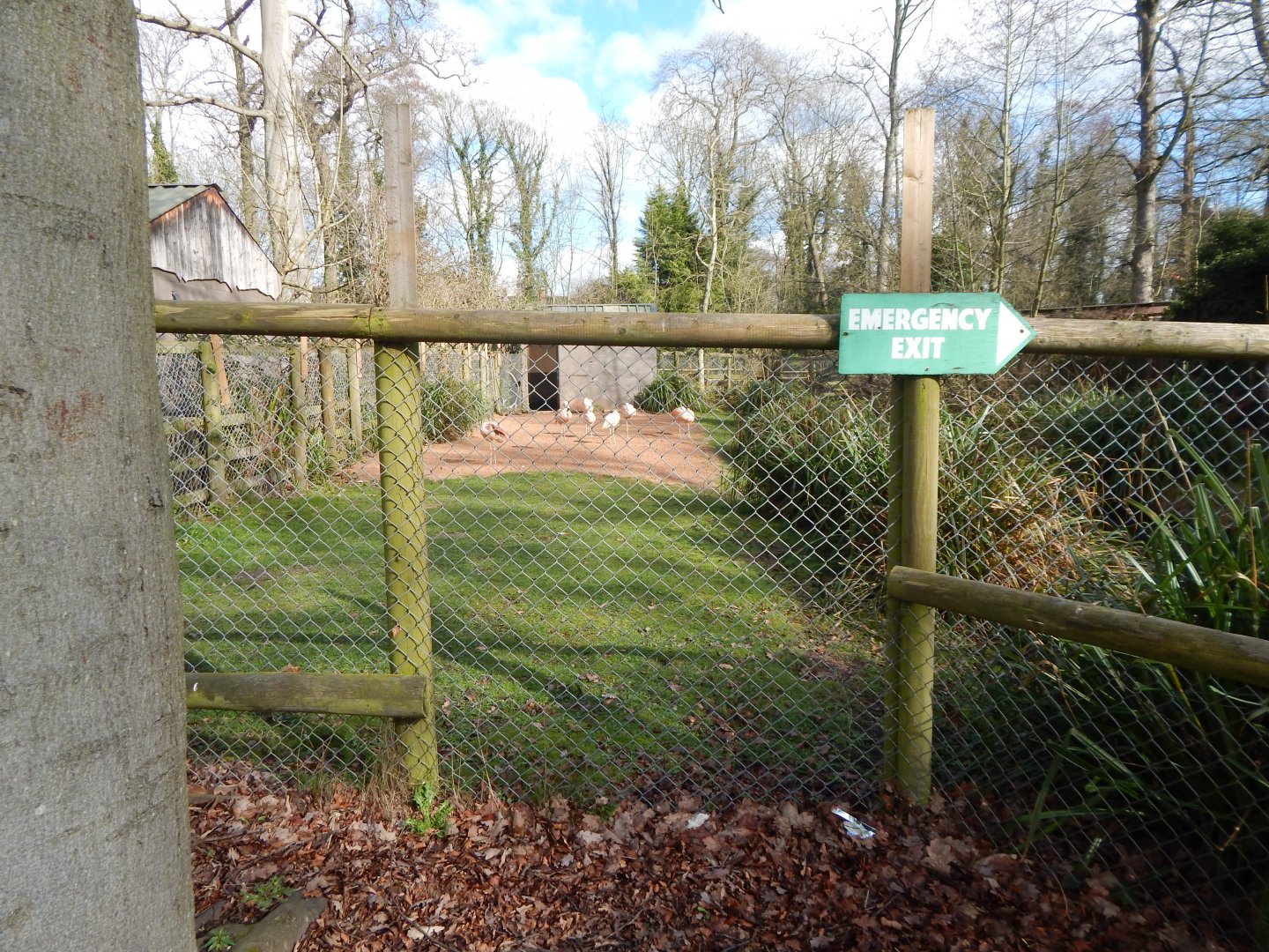 Chilean flamingo enclosure 040324