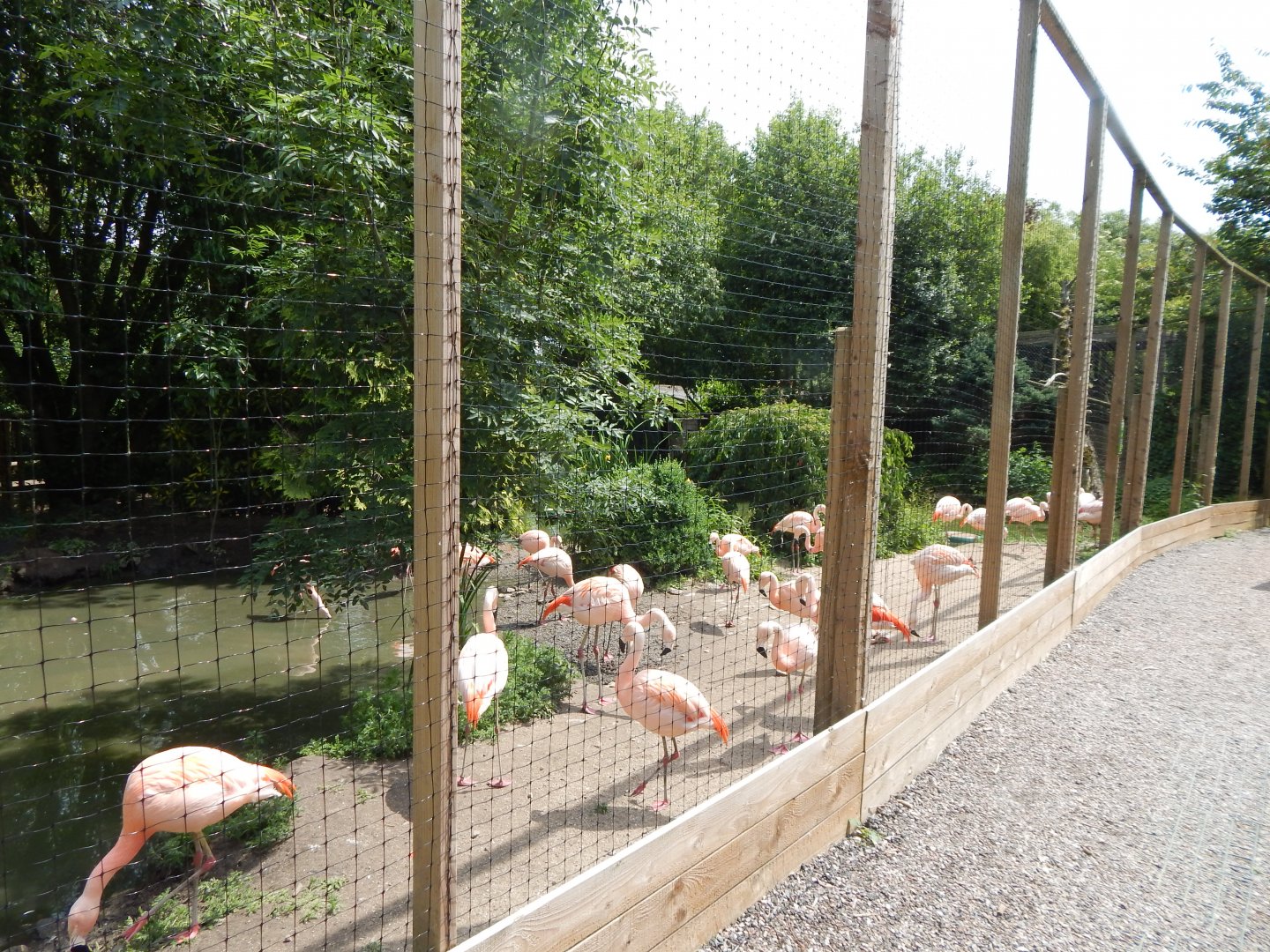 Chilean flamingo enclosure 060625