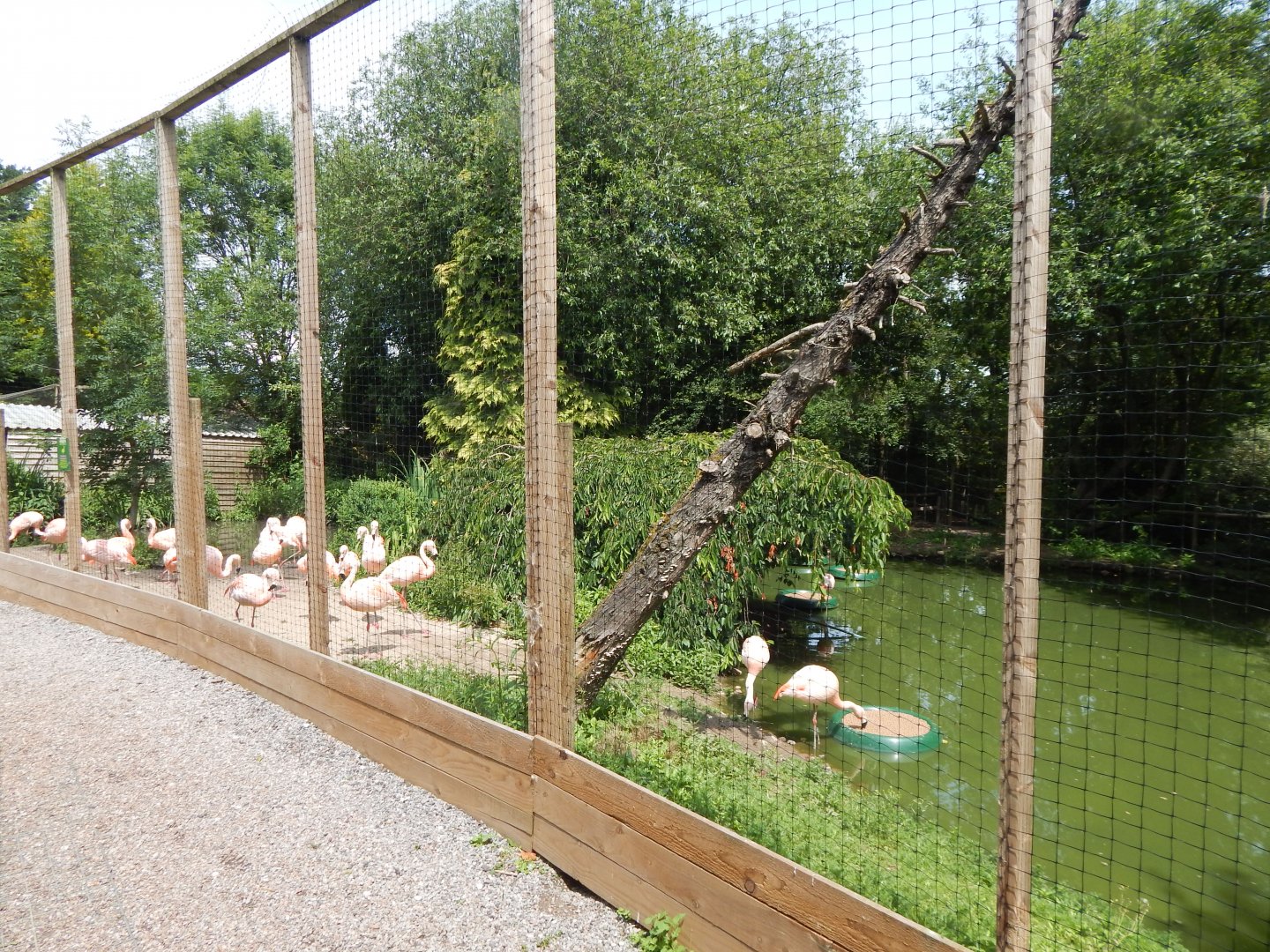 Chilean flamingo enclosure 060625