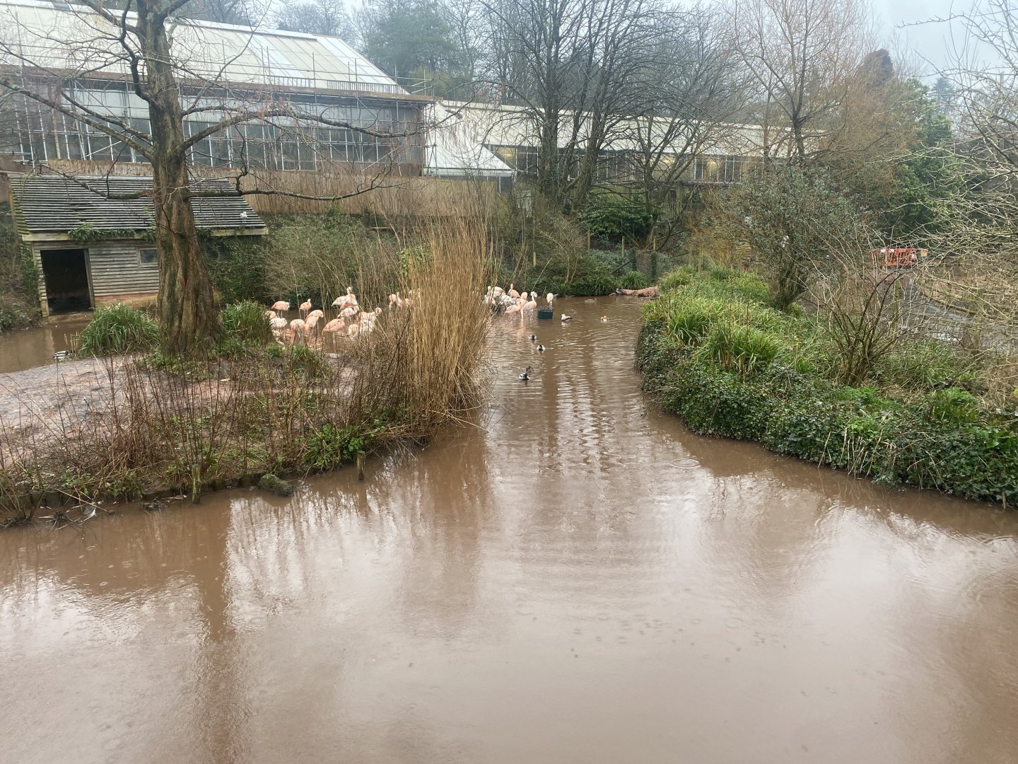 Chilean flamingo enclosure 140225