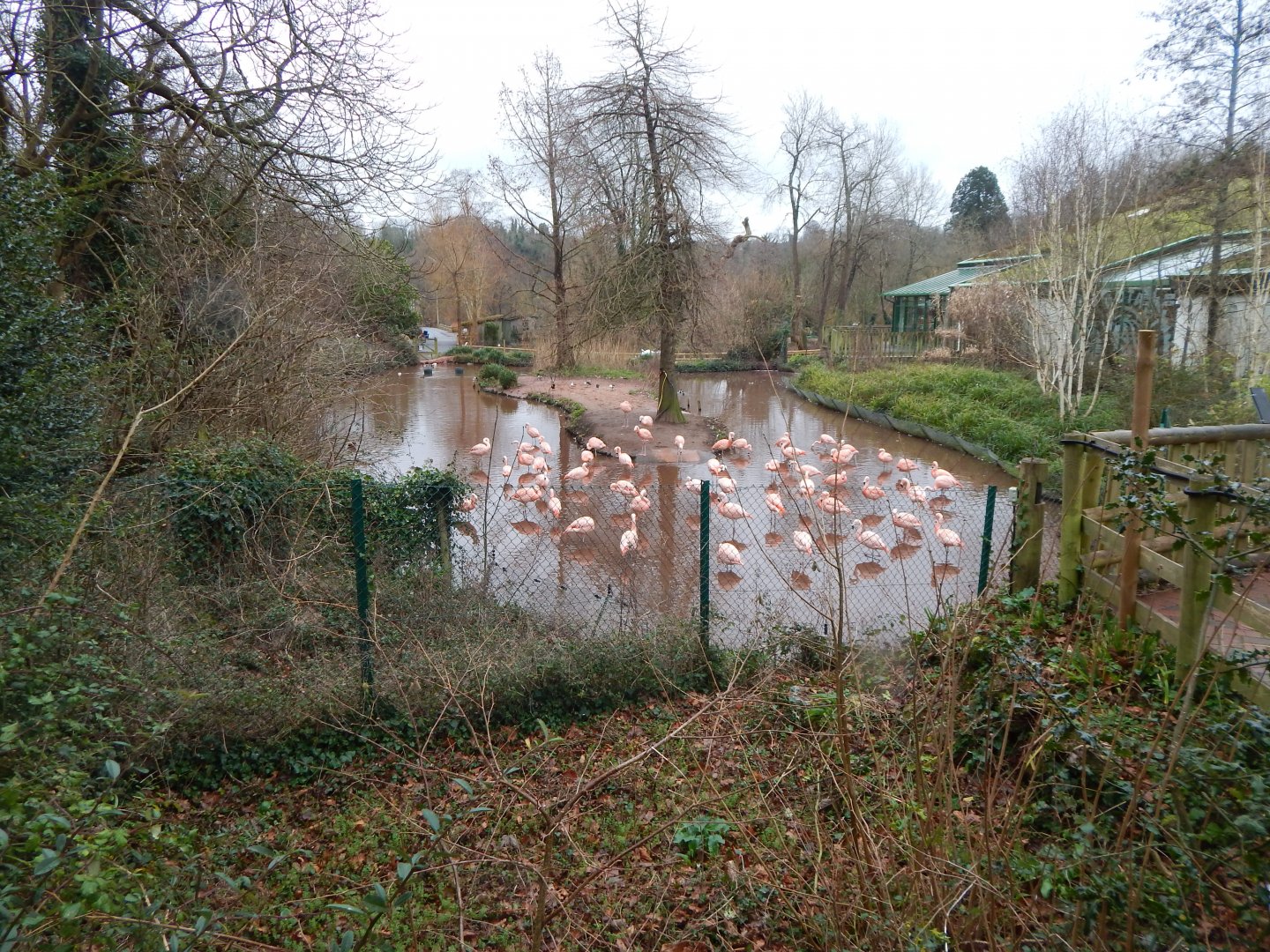 Chilean flamingo enclosure 150224