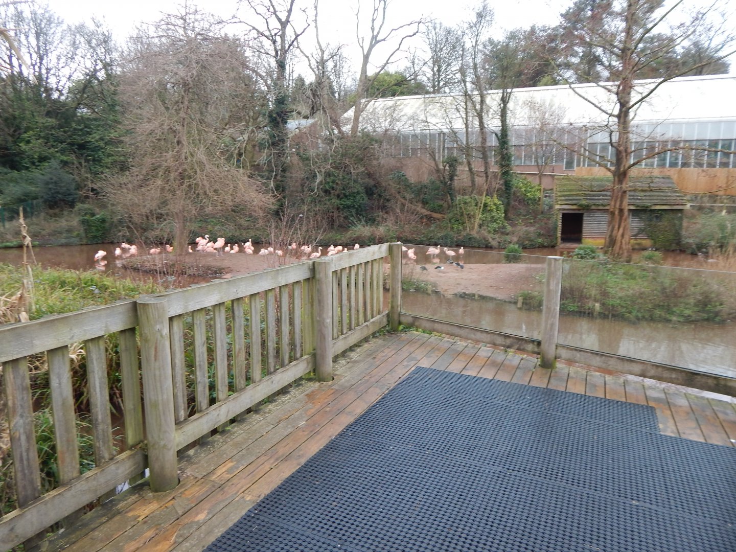 Chilean flamingo enclosure 150224