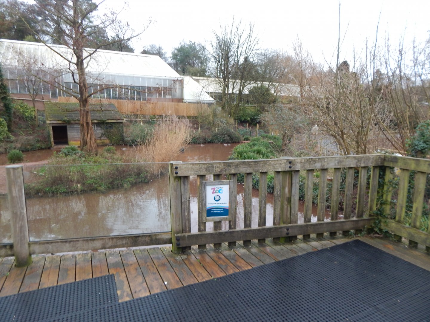 Chilean flamingo enclosure 150224