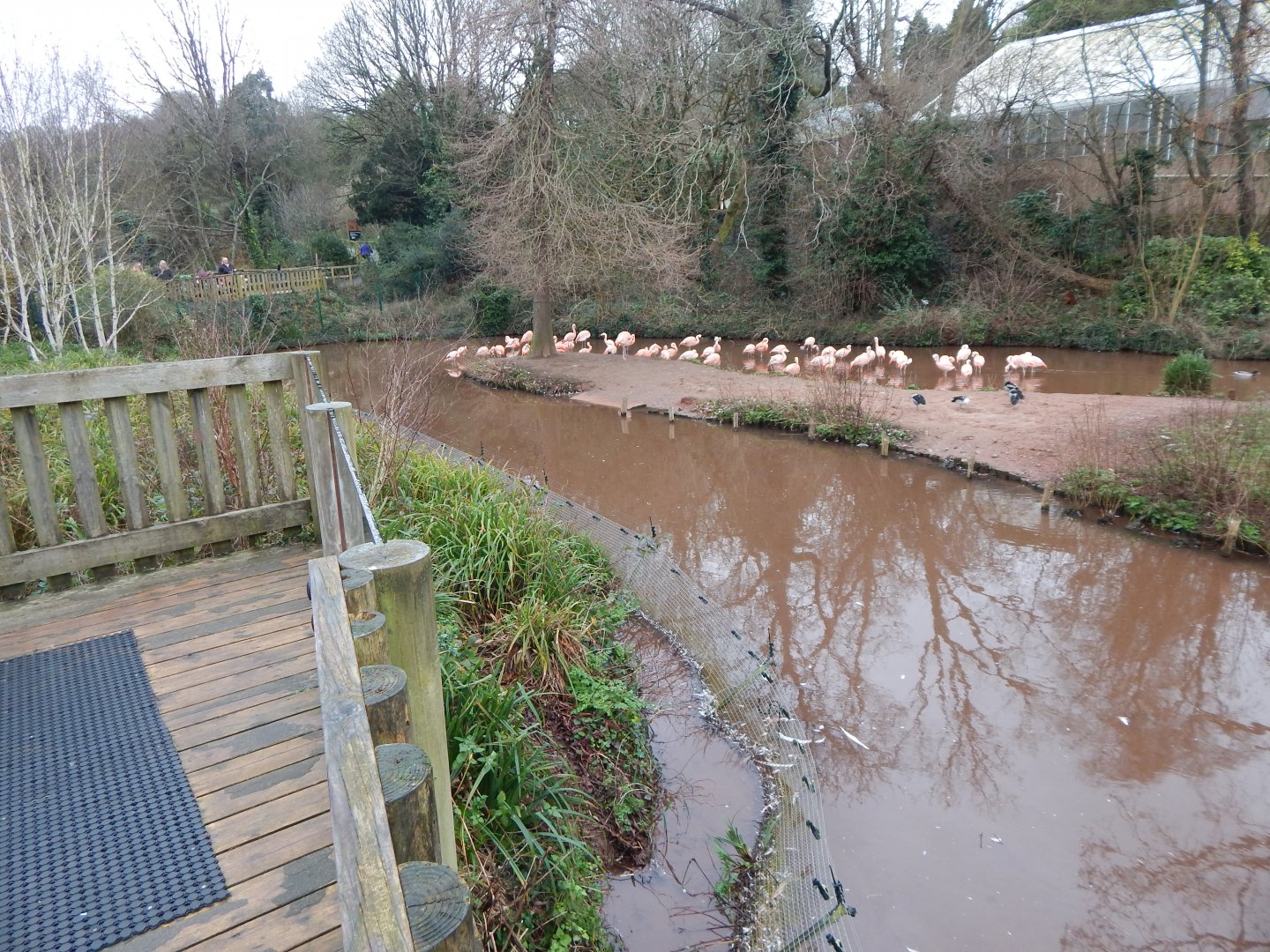 Chilean flamingo enclosure 150224