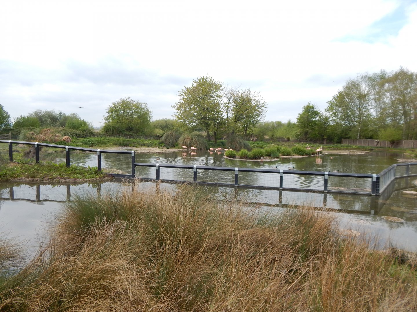 Chilean flamingo enclosure 290422