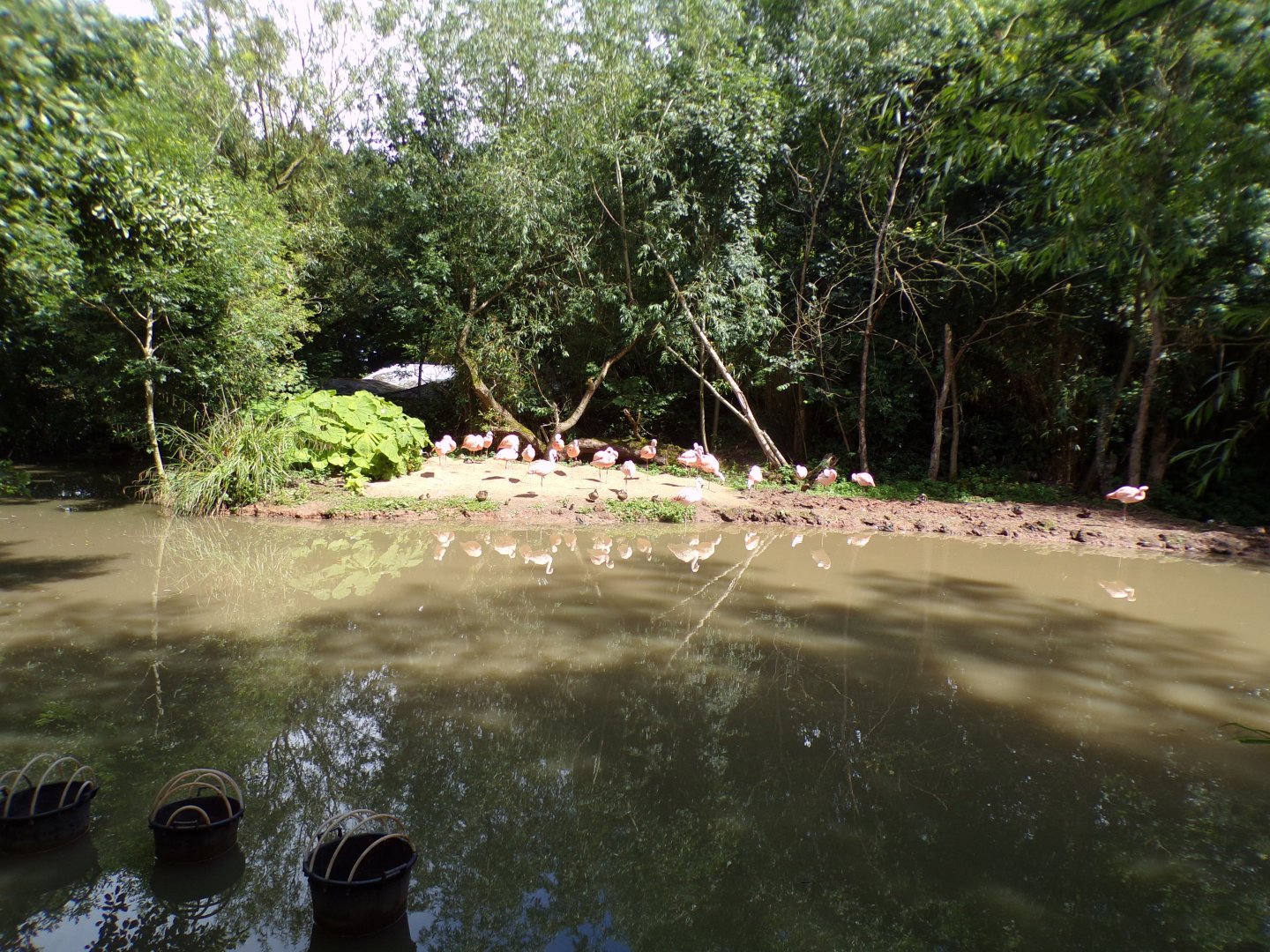 Chilean flamingo enclosure 7.7.24