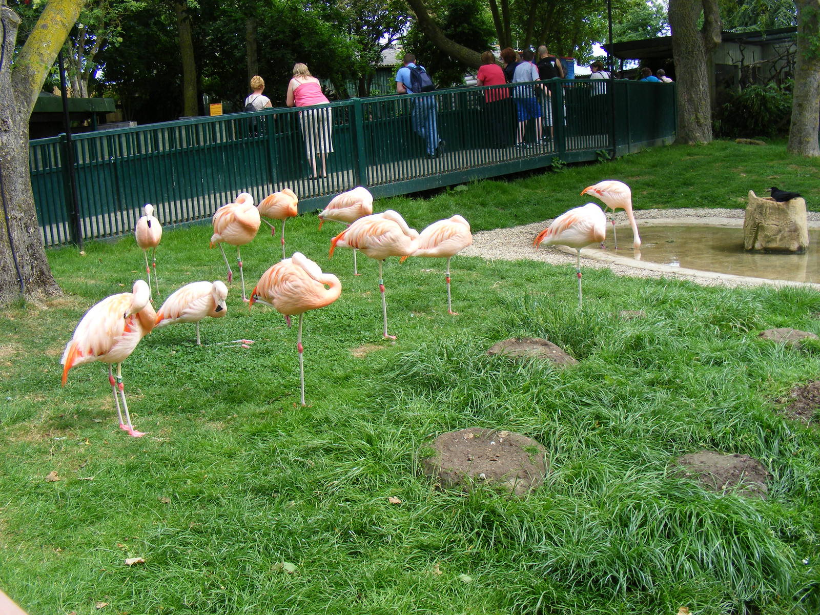 Chilean flamingo enclosure at Drusillas Park, 23 May 2009