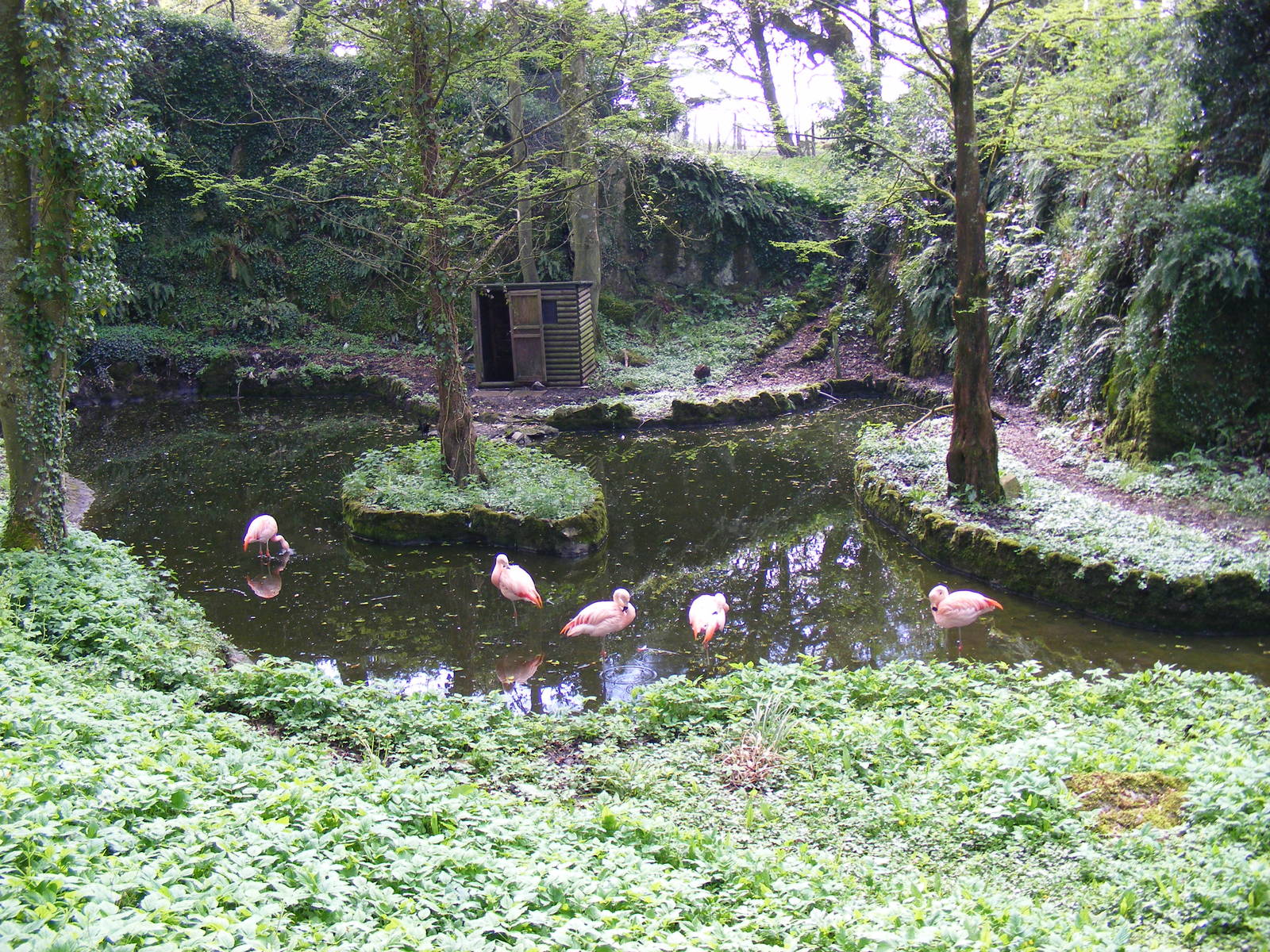 Chilean flamingo enclosure at Manor House Wildlife Park, 2 May 2010