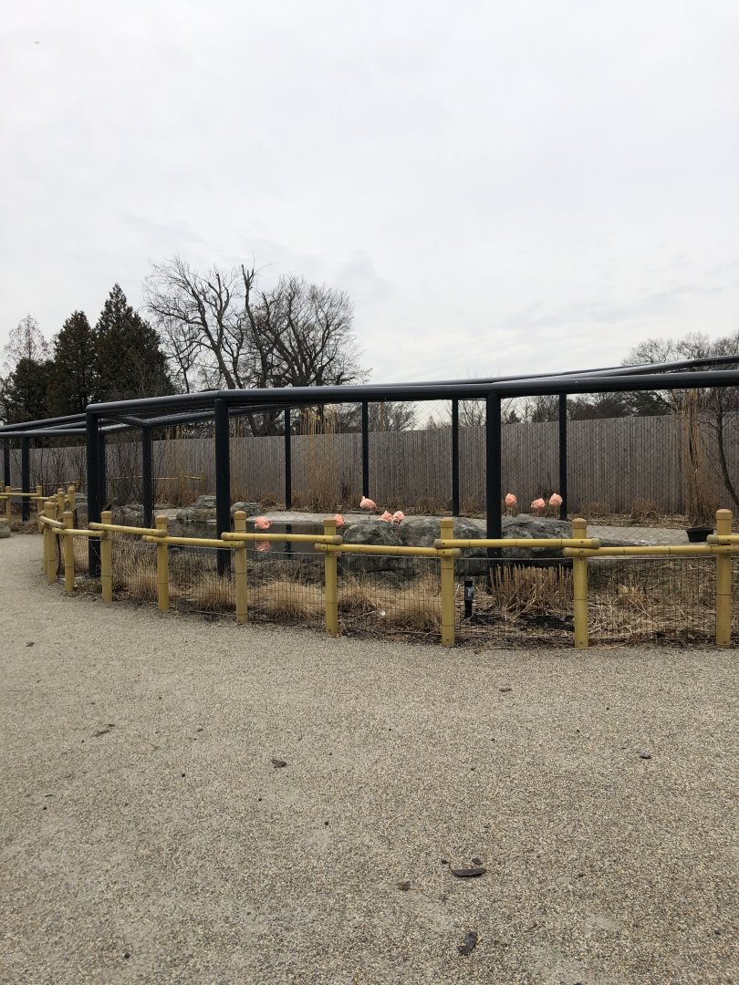 Chilean Flamingo Enclosure - Feb, 2020