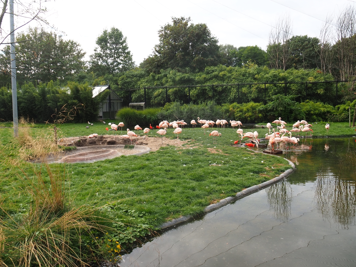 Chilean flamingo enclosure in the Chilean aviary