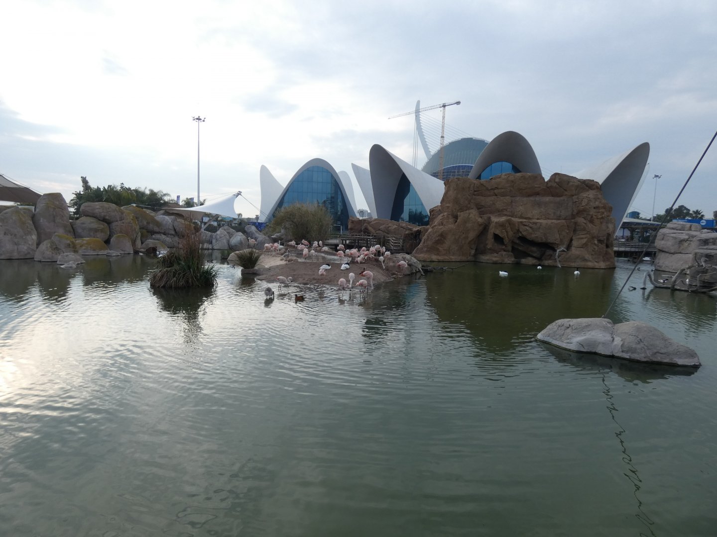 Chilean Flamingo enclosure