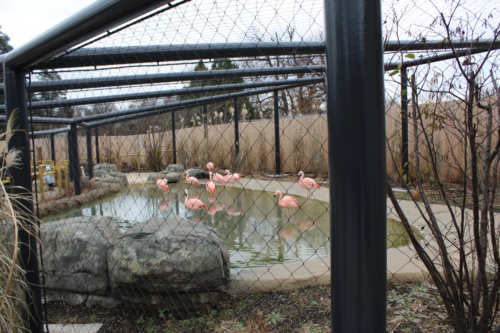 Chilean Flamingo Enclosure
