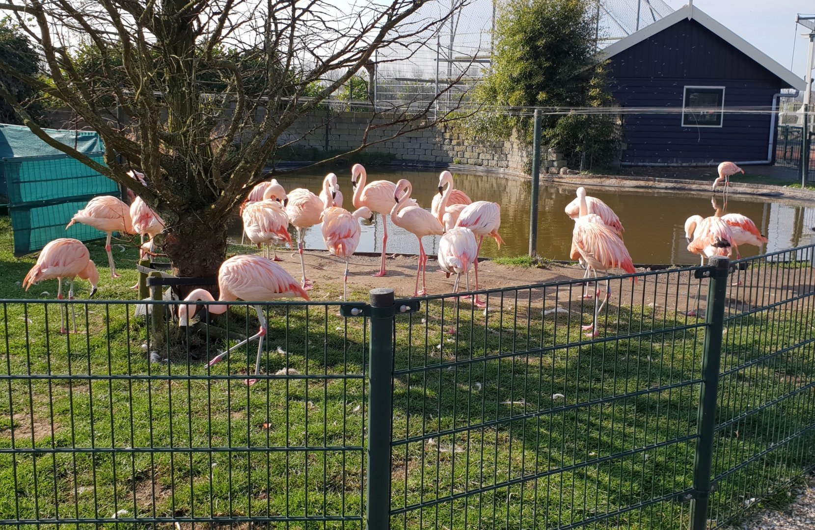 Chilean flamingo enclosure
