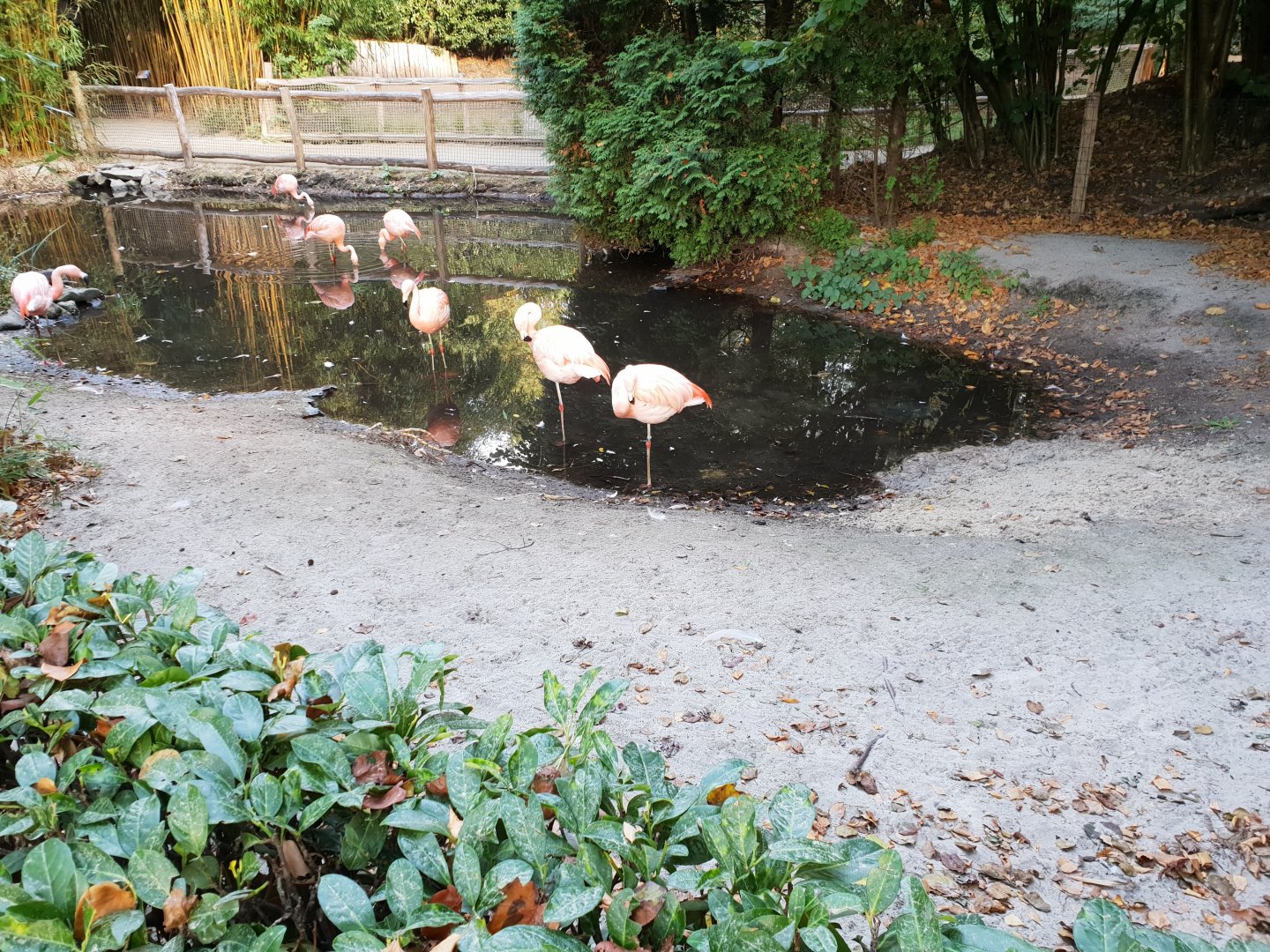 Chilean flamingo enclosure