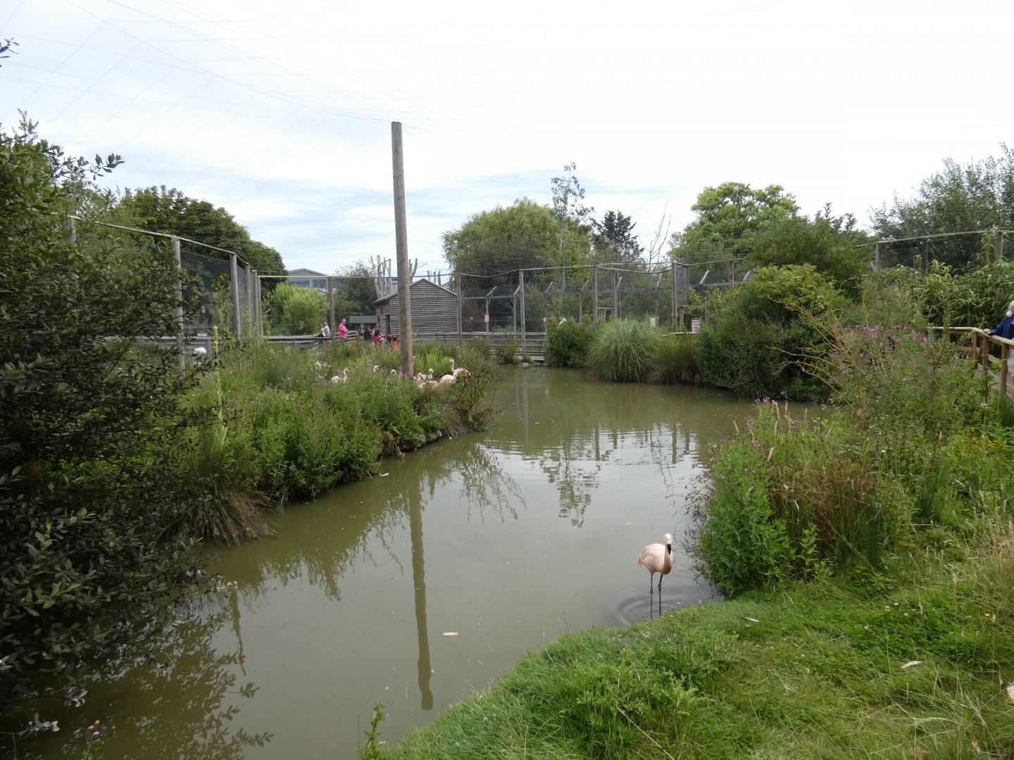 Chilean Flamingo enclosure