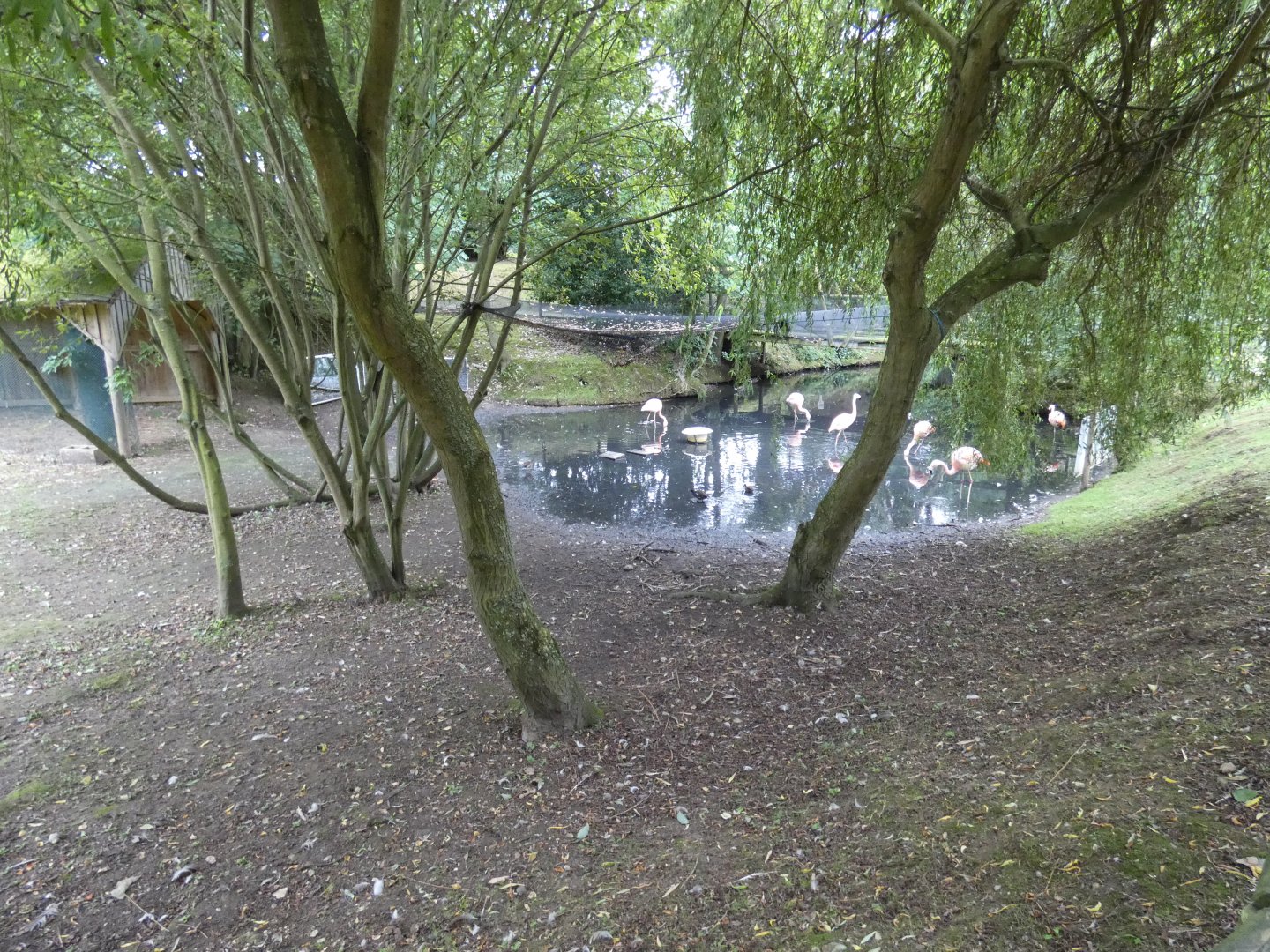 Chilean flamingo enclosure