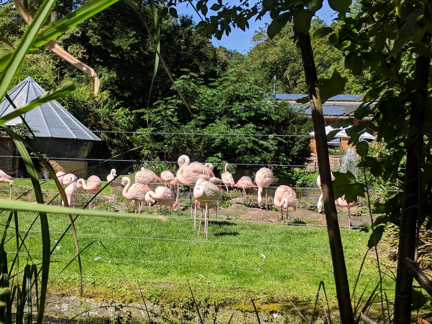 Chilean Flamingo Enclosure