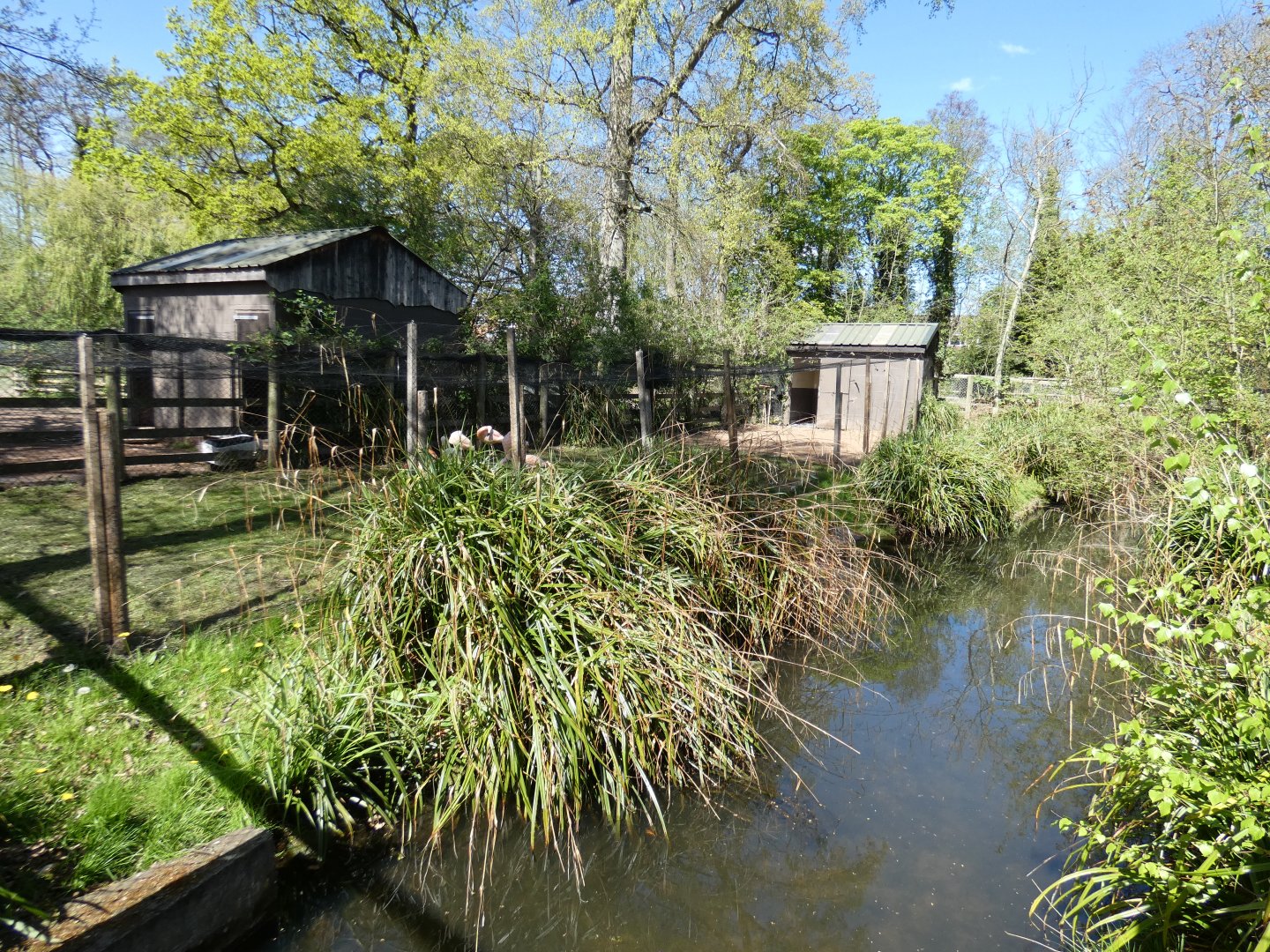 Chilean flamingo enclosure