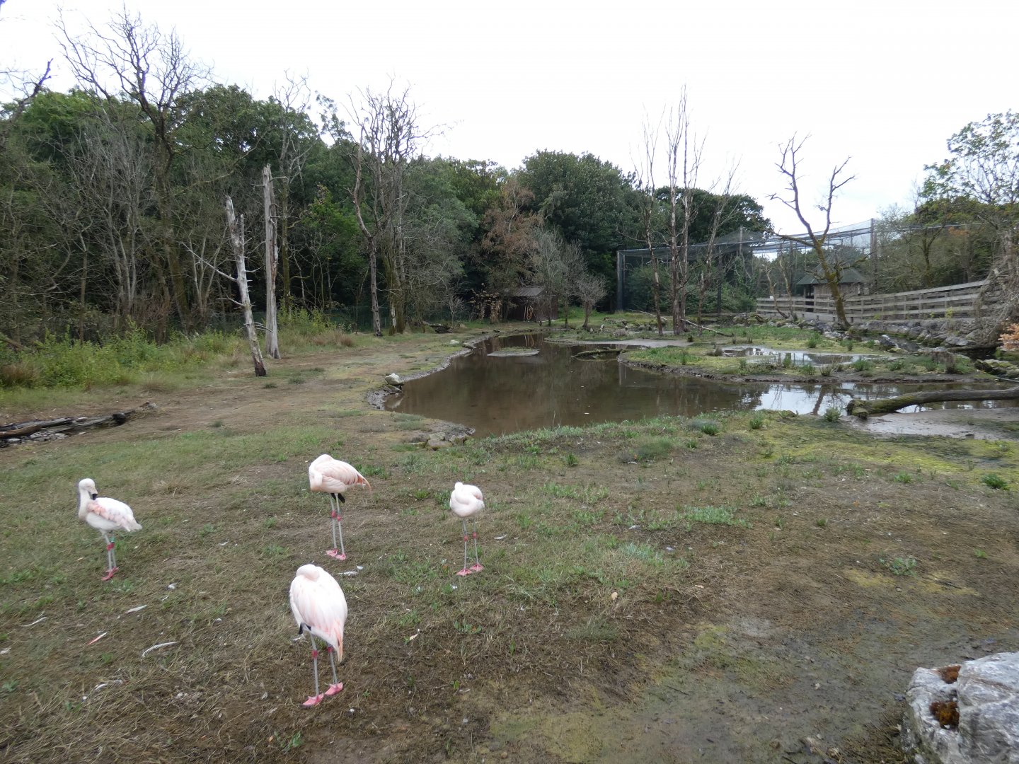 Chilean flamingo enclosure