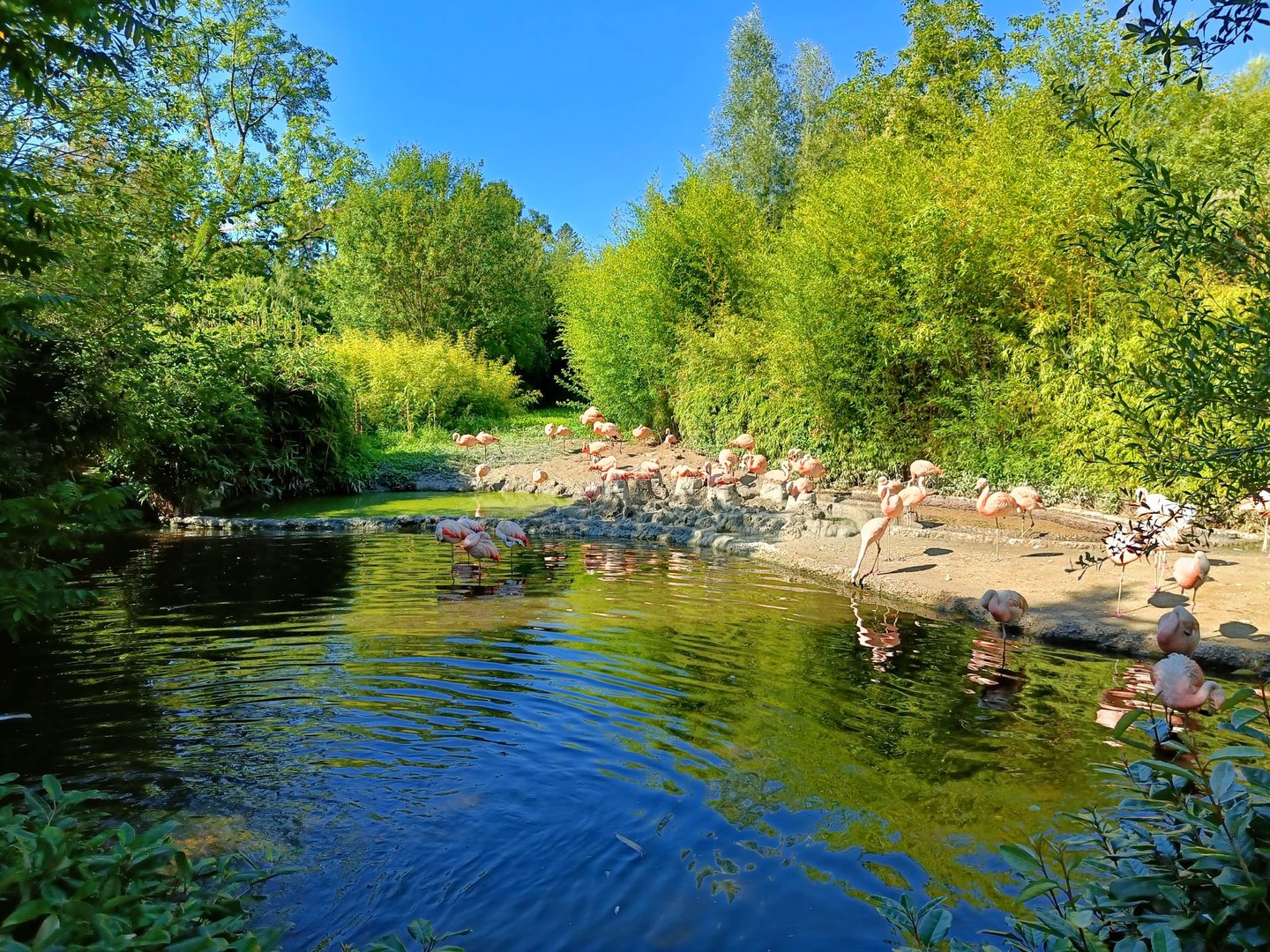 Chilean Flamingo enclosure