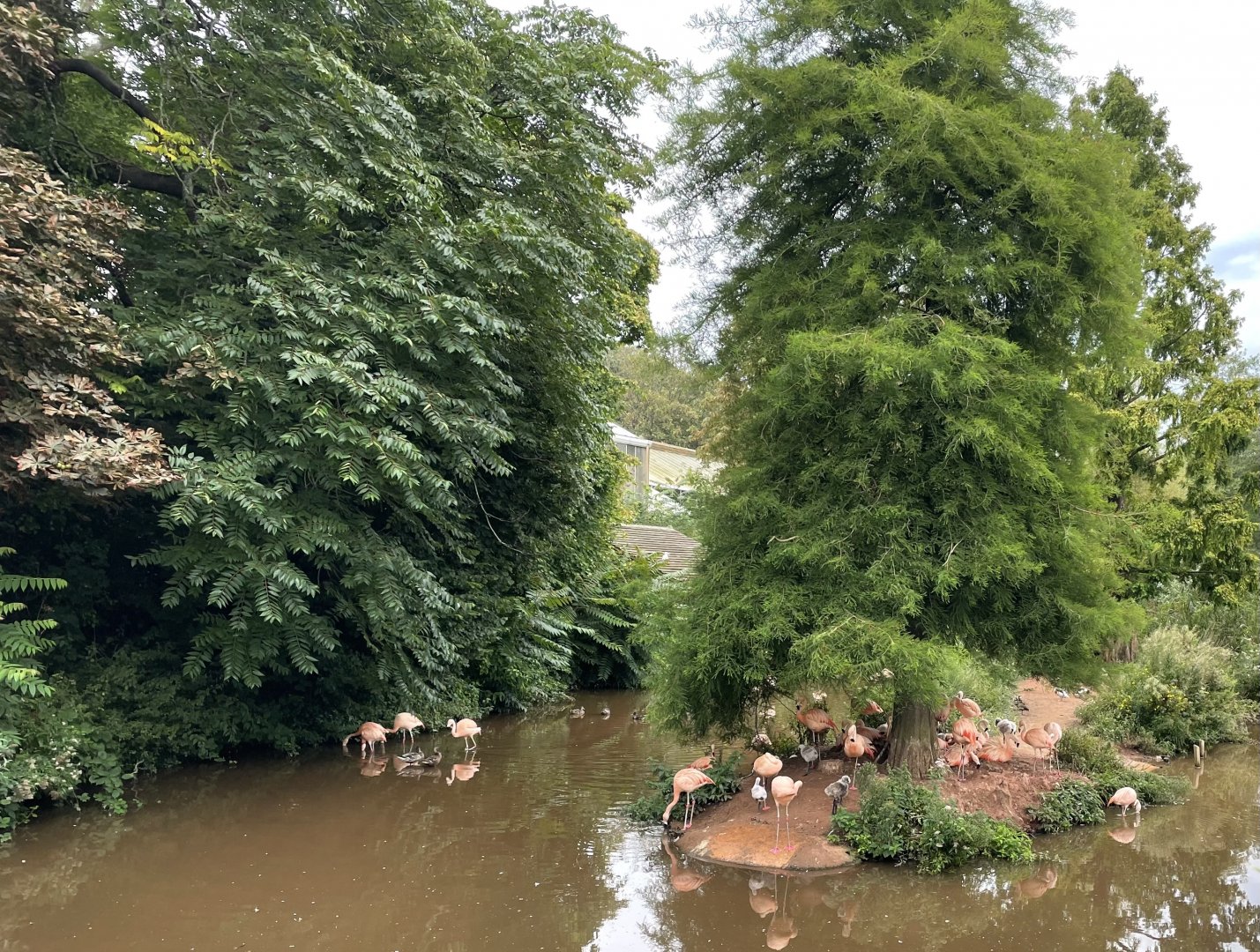 Chilean Flamingo Enclosure