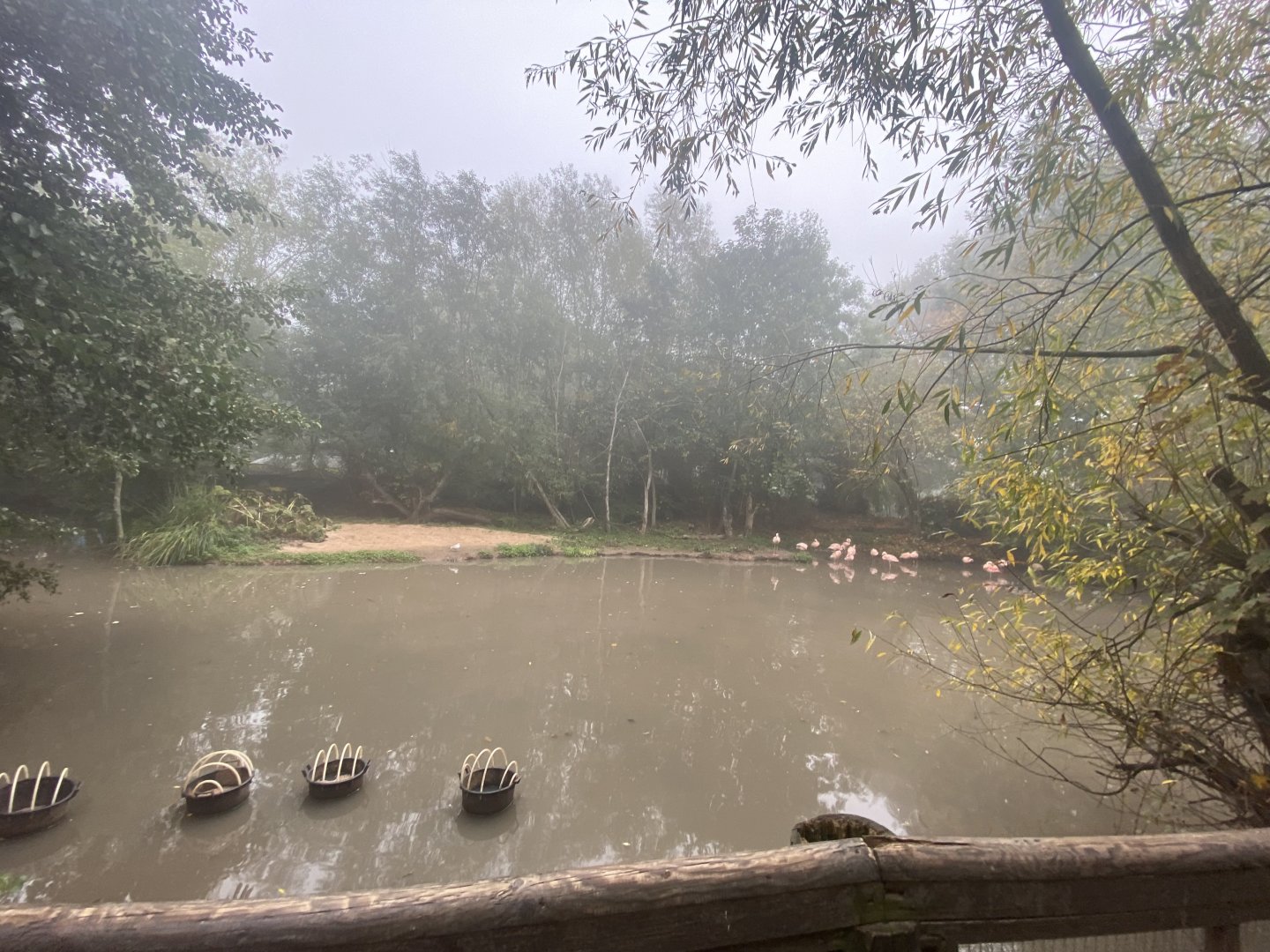 Chilean flamingo enclosure