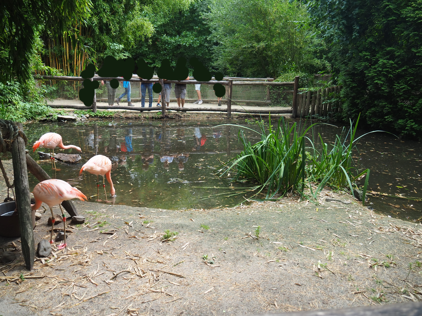 Chilean flamingo exhibit, 2019-08-11