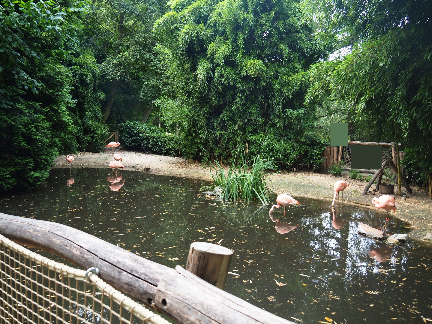 Chilean flamingo exhibit, 2019-08-11