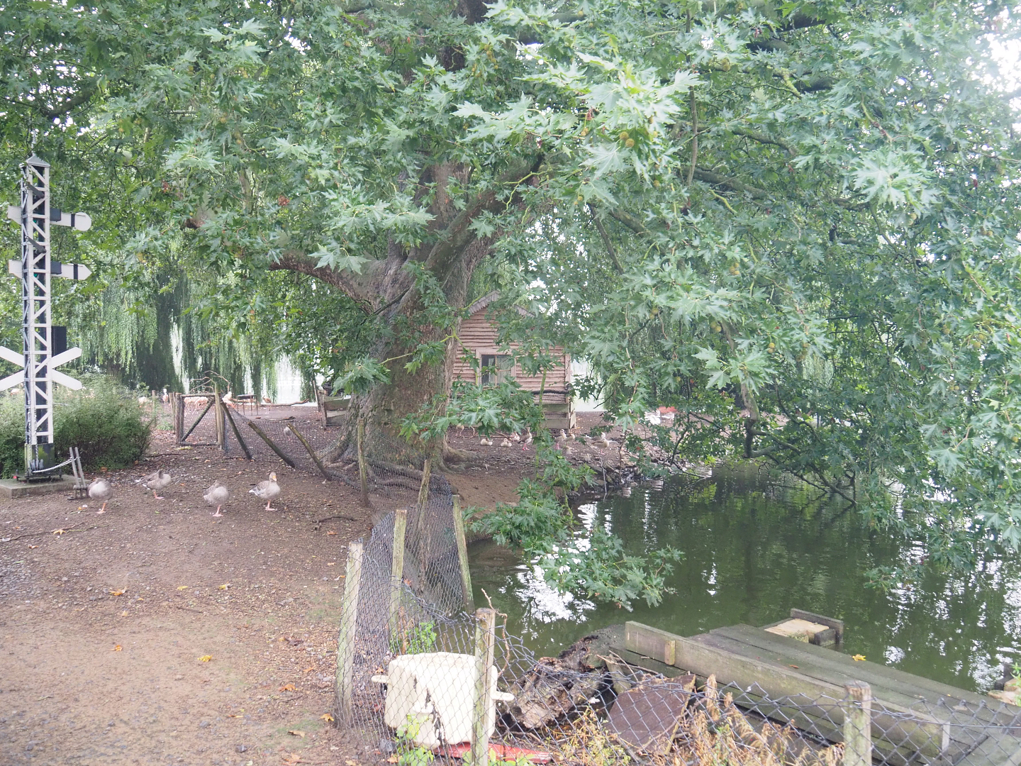Chilean flamingo exhibit, 2022-09-14