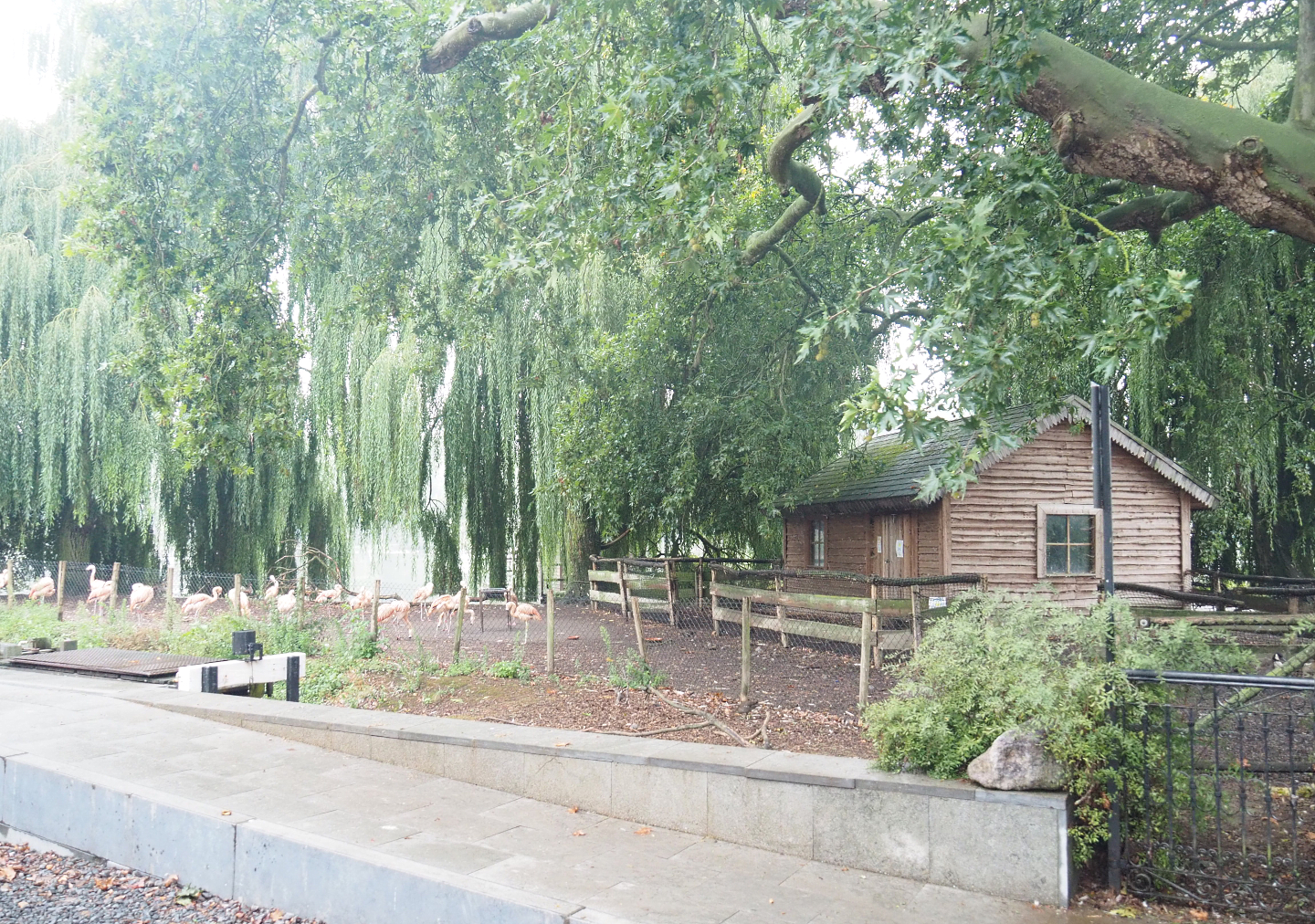 Chilean flamingo exhibit, 2022-09-14