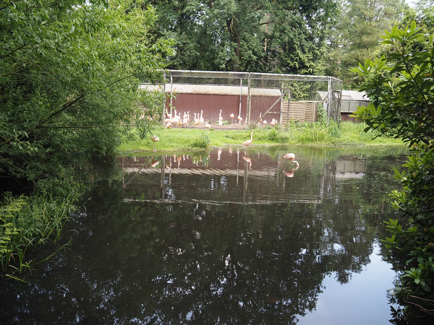 Chilean flamingo exhibit, 2024-05-21