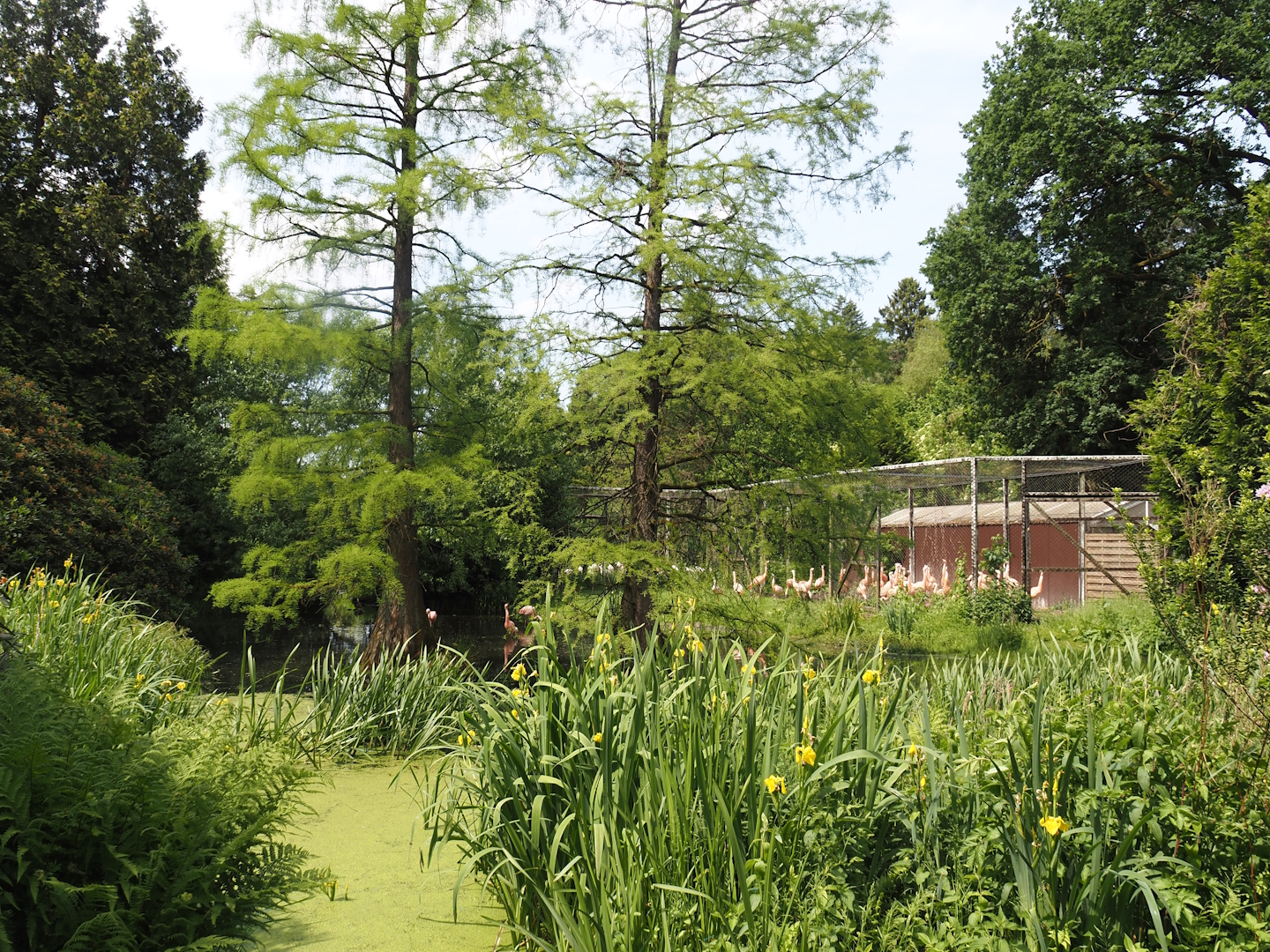 Chilean flamingo exhibit, 2024-05-21