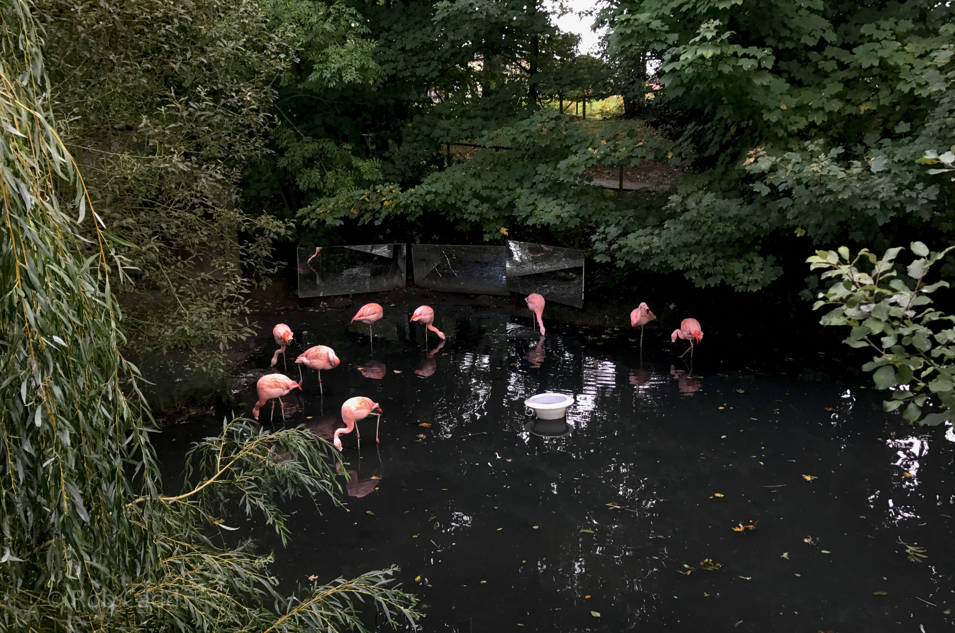Chilean flamingo (exhibit) : Amazona Zoo : 28 Sep 2017