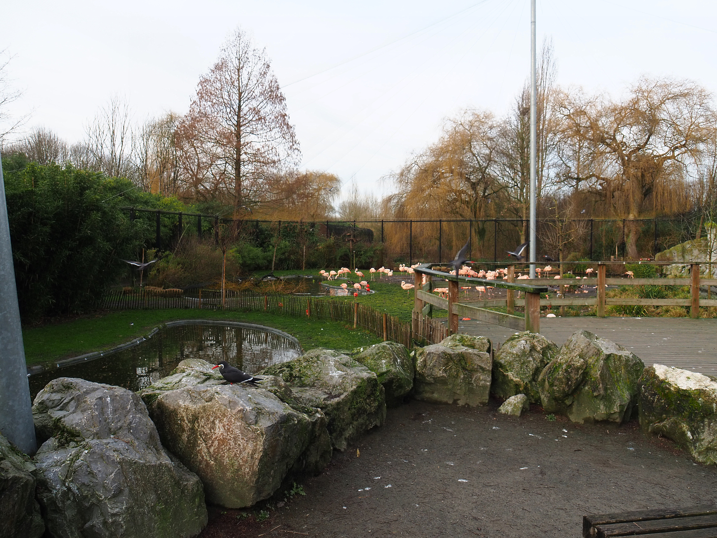 Chilean flamingo exhibit and Black-necked swan separation area in the Chilean aviary, 2020-01-11