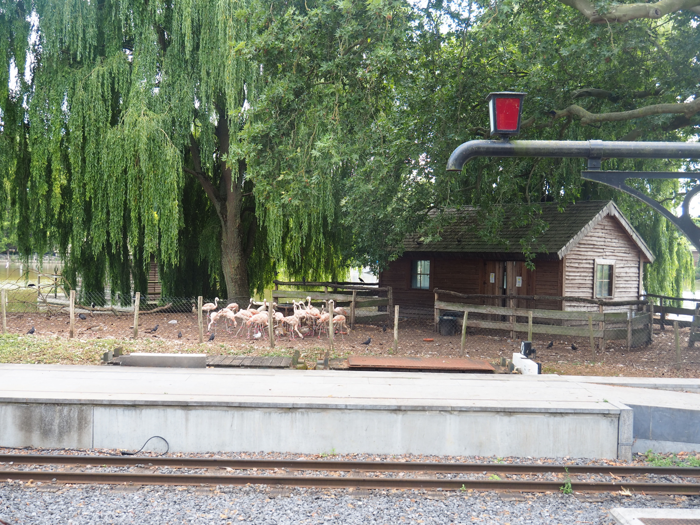 Chilean flamingo exhibit (behind tracks and station of park train), 2022-06-28