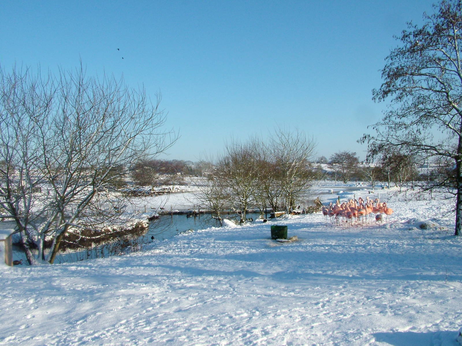 Chilean Flamingo exhibit, Blackbrook in the Snow, 03/01/10