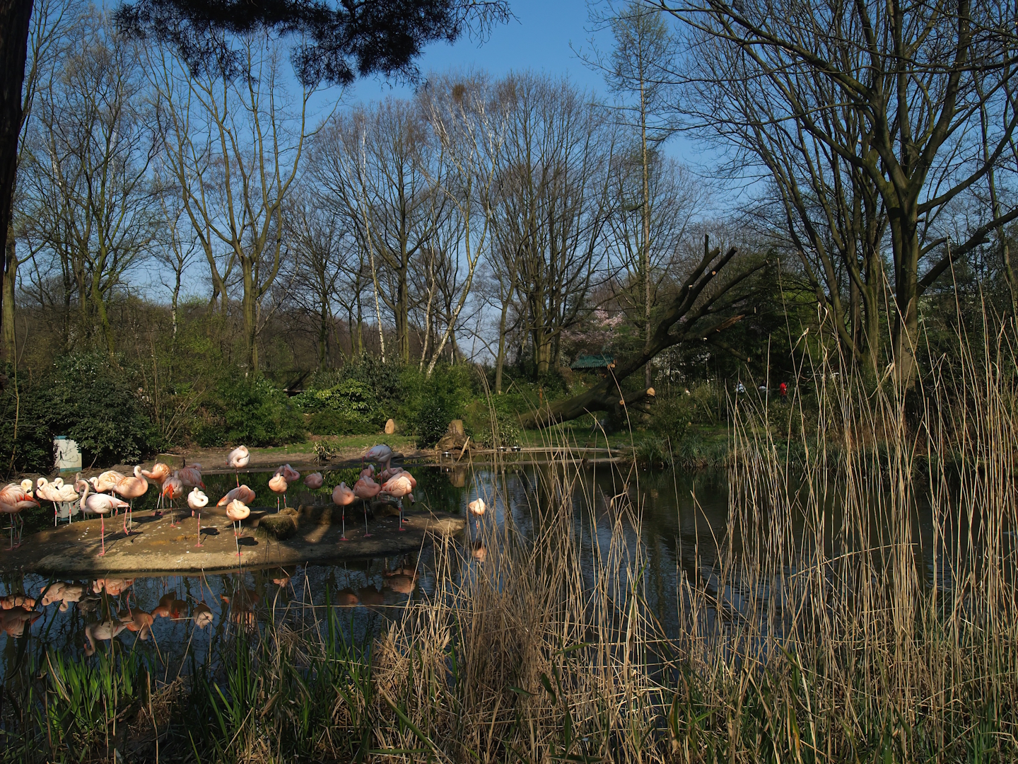 Chilean flamingo exhibit (Now gone), 2007-04-01