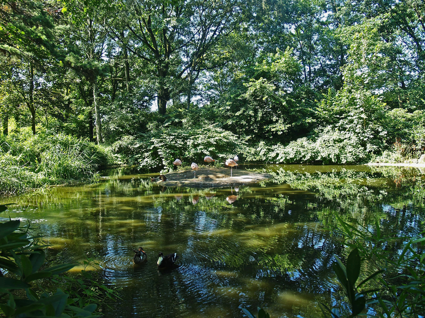 Chilean flamingo exhibit (Now gone), 2008-08-06