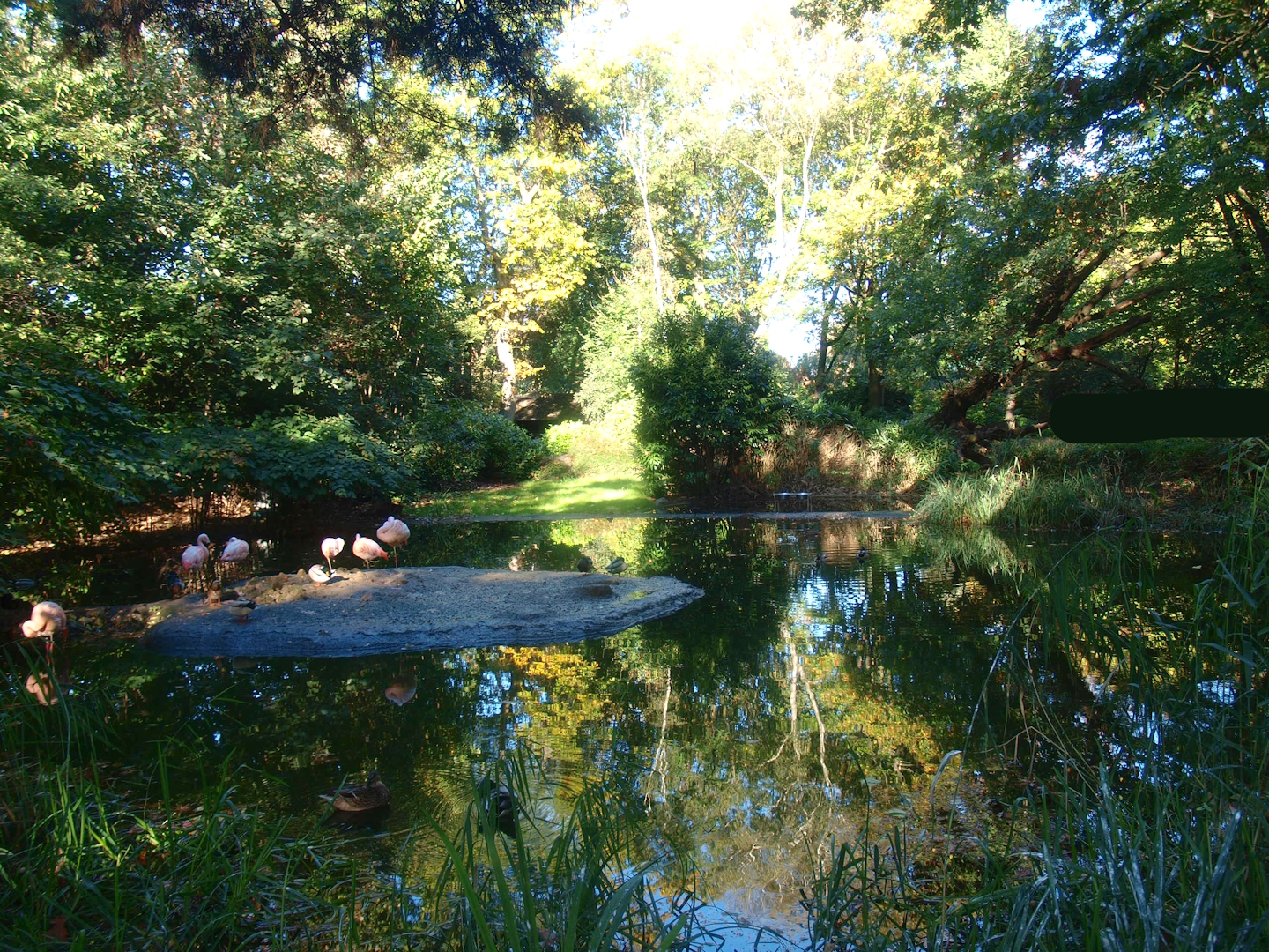 Chilean flamingo exhibit (Now gone), 2014-10-19