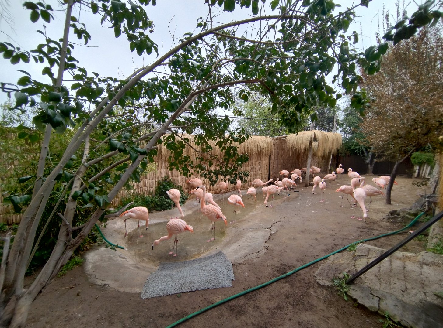Chilean flamingo exhibit - Santiago Zoo (Zoologico nacional)