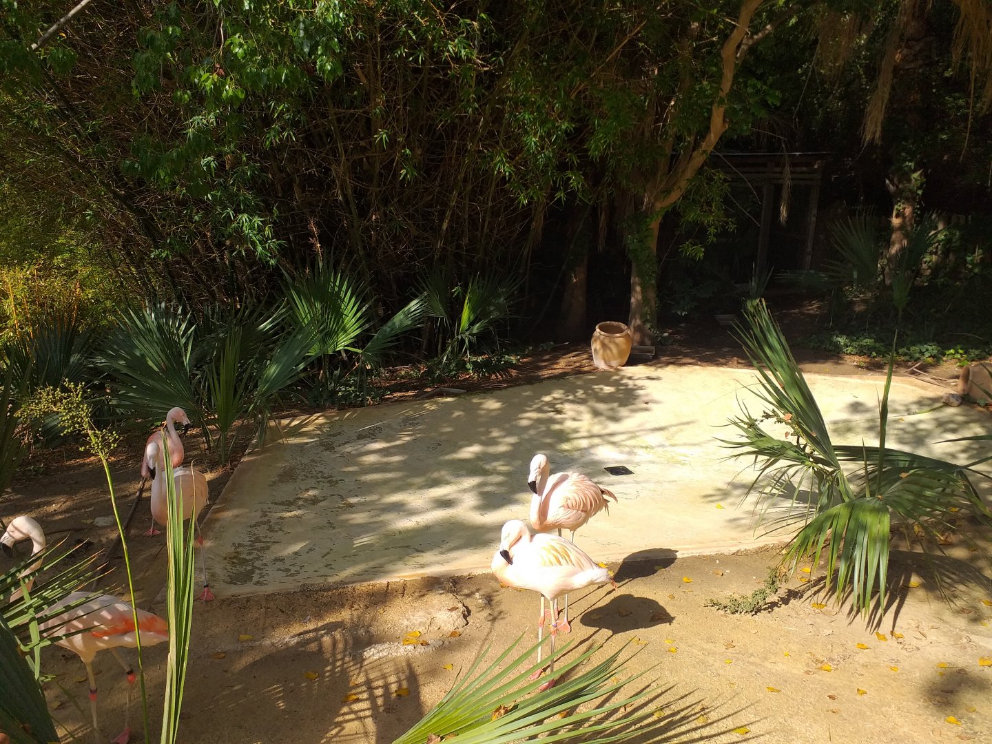 Chilean flamingo exhibit -TerraNatura Benidorm (2021)