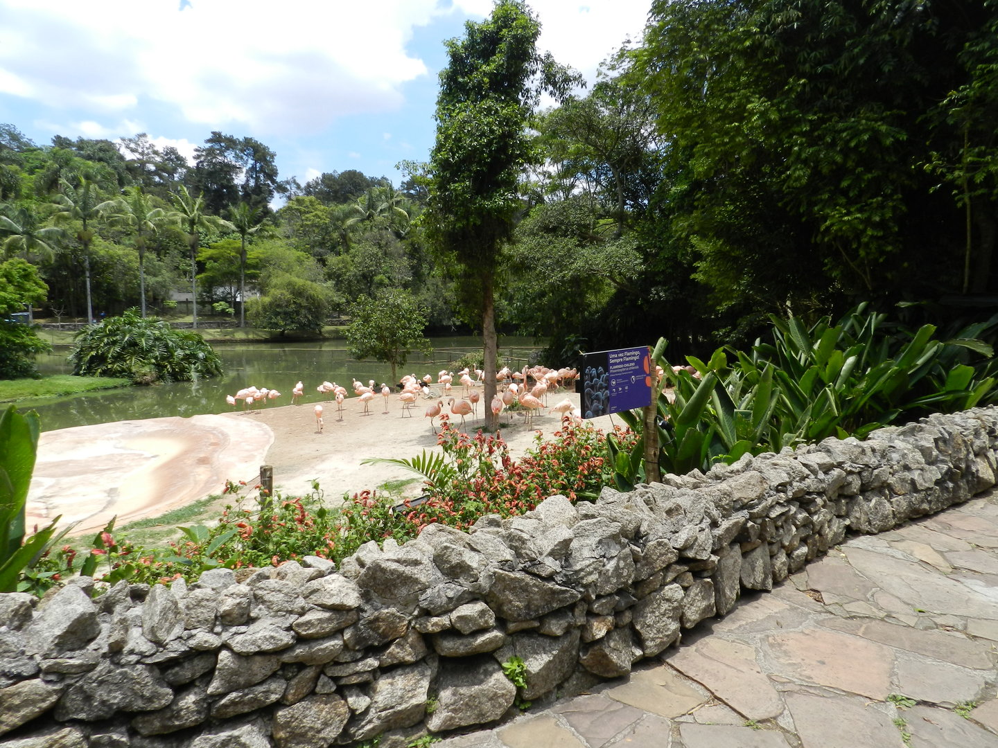 Chilean flamingo exhibit - Zoo São Paulo