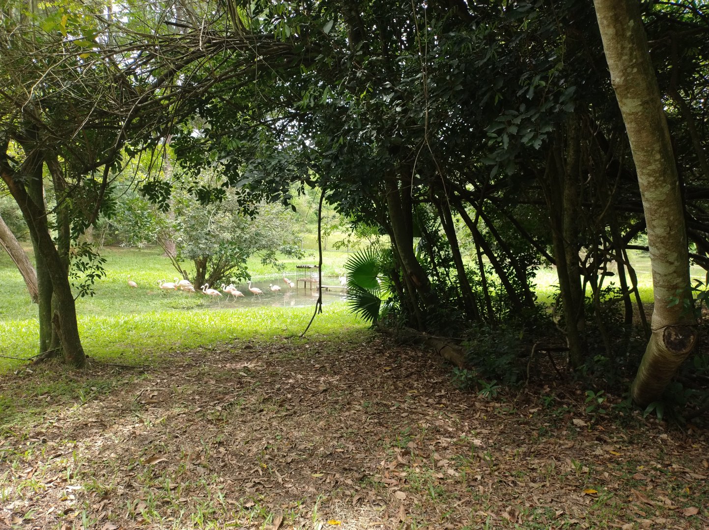 Chilean flamingo exhibit - Zoo Sapucaia