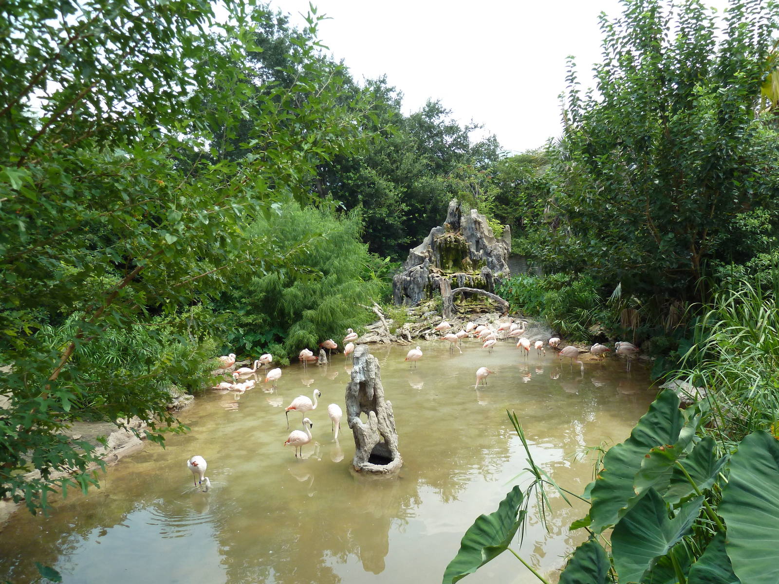 Chilean Flamingo Exhibit
