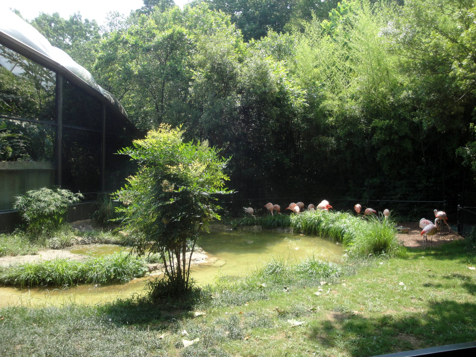 Chilean Flamingo Exhibit