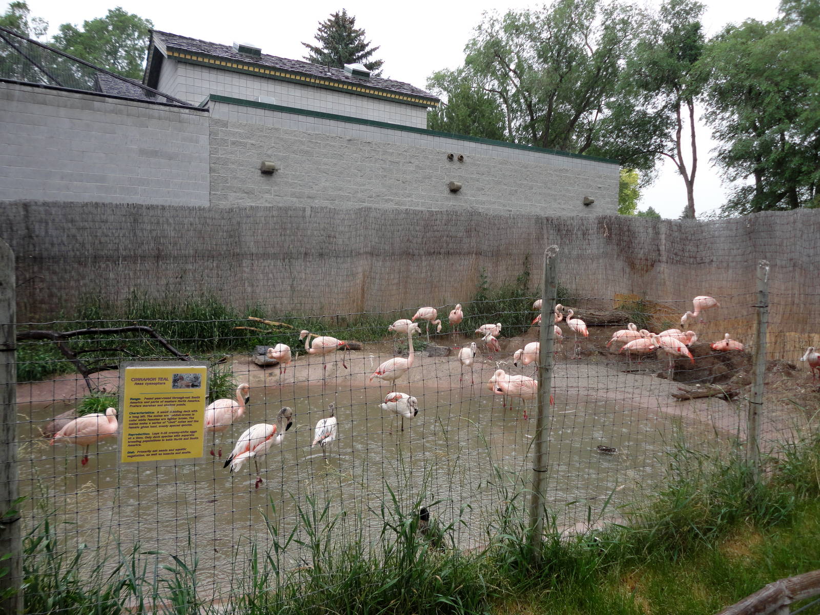 Chilean Flamingo Exhibit